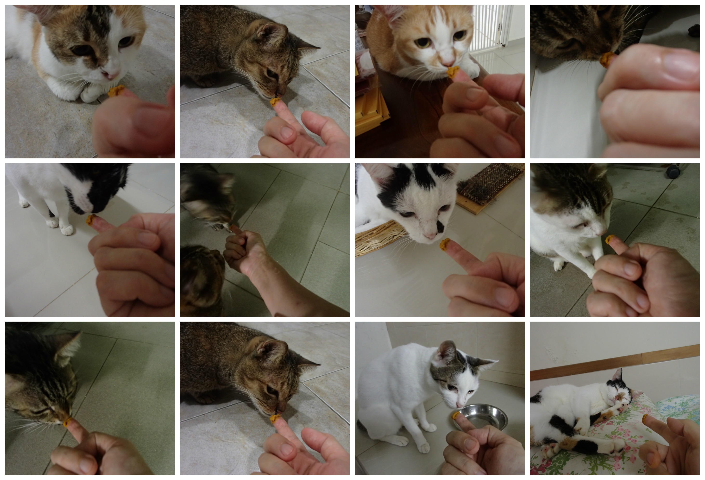 cats