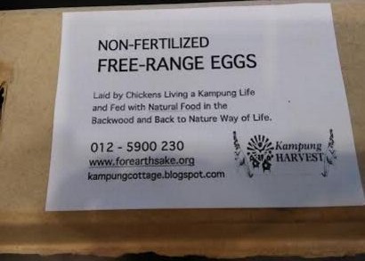 egg2