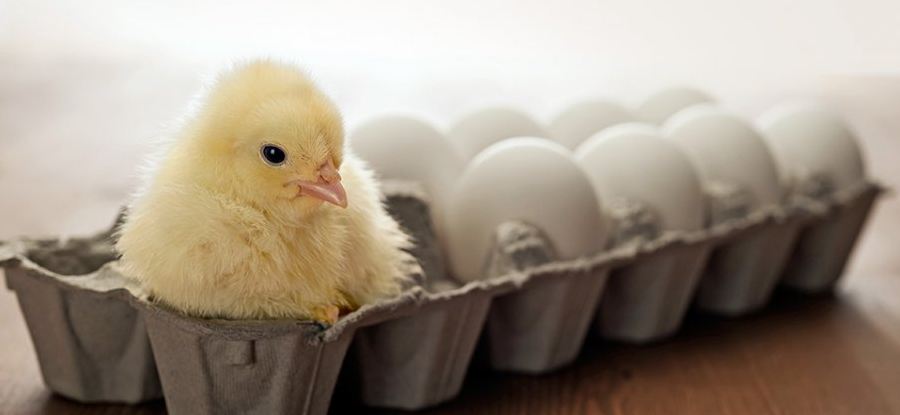 eggs