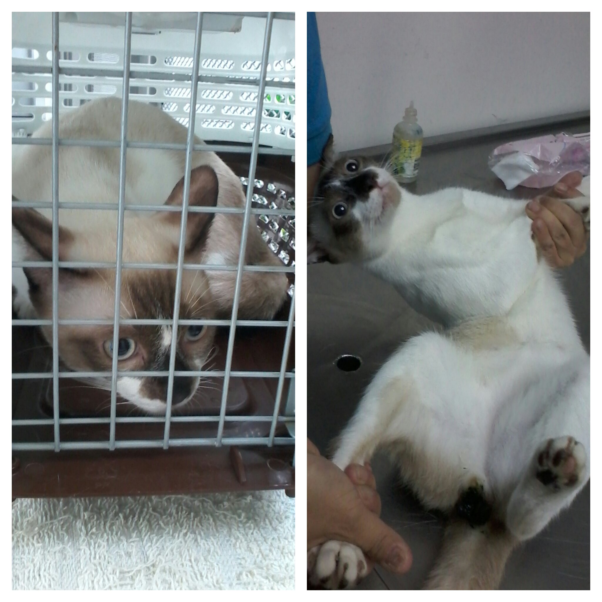 1 male cat