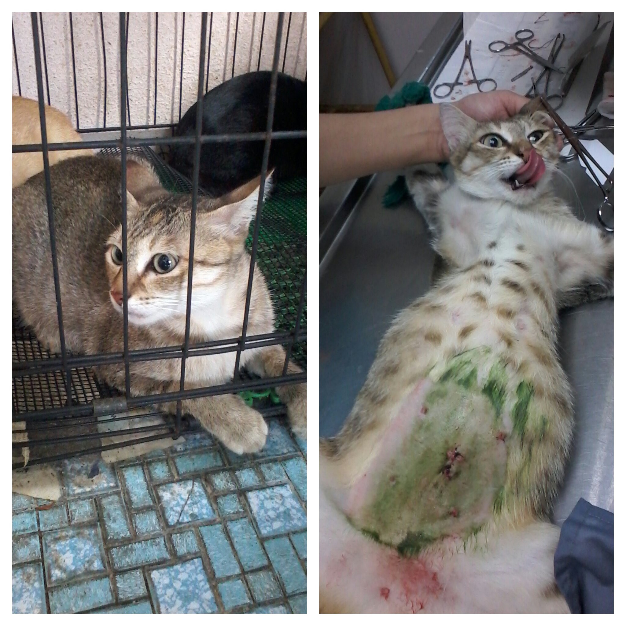 2 female cat