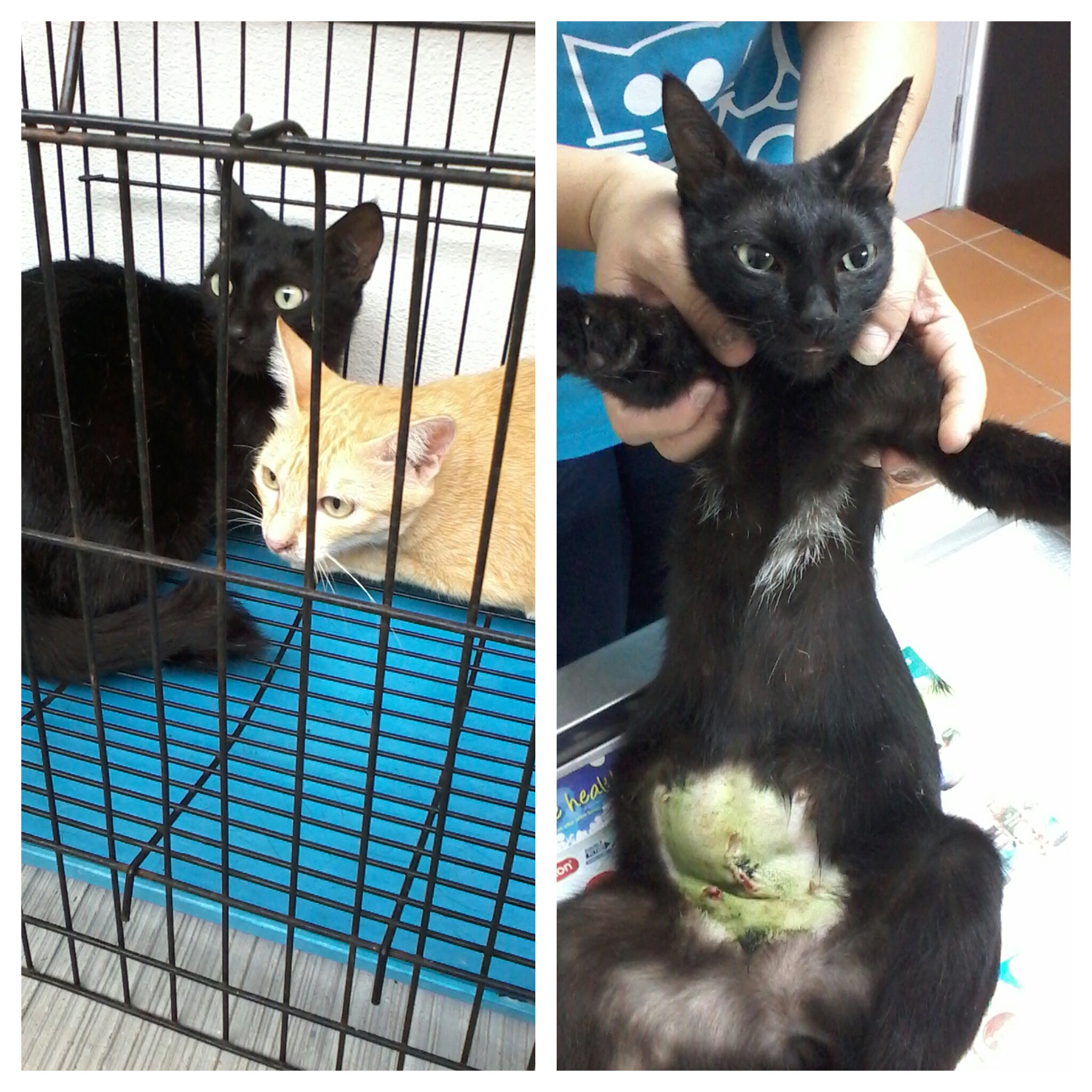 3 cat