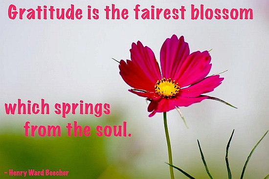 Gratitude-Flower-Picture-Quote
