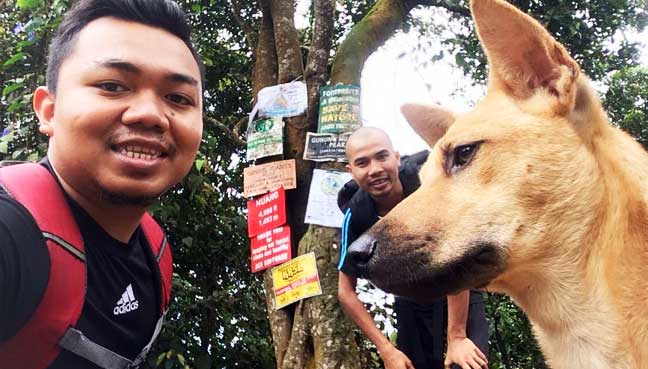 Gunung-Nuang-dogs
