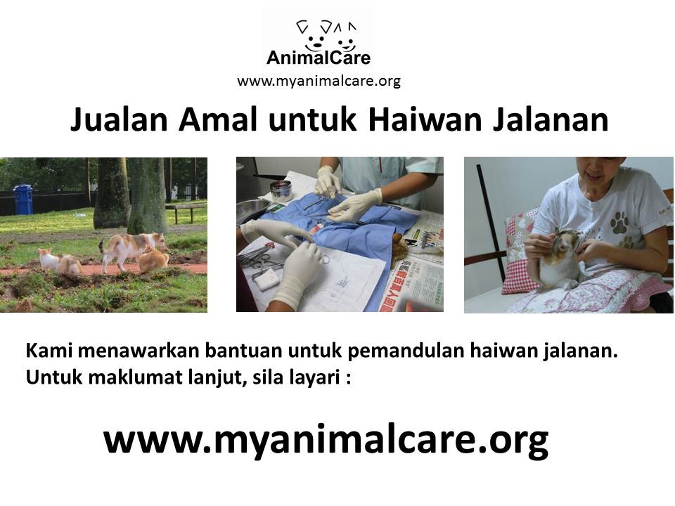 Jualan Amal untuk Haiwan Jalanan