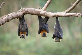 bats