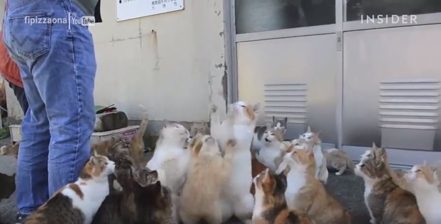 cat island