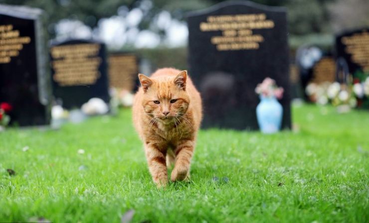 cemetery cat