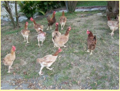chickens