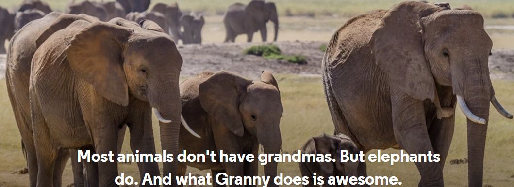 elephants