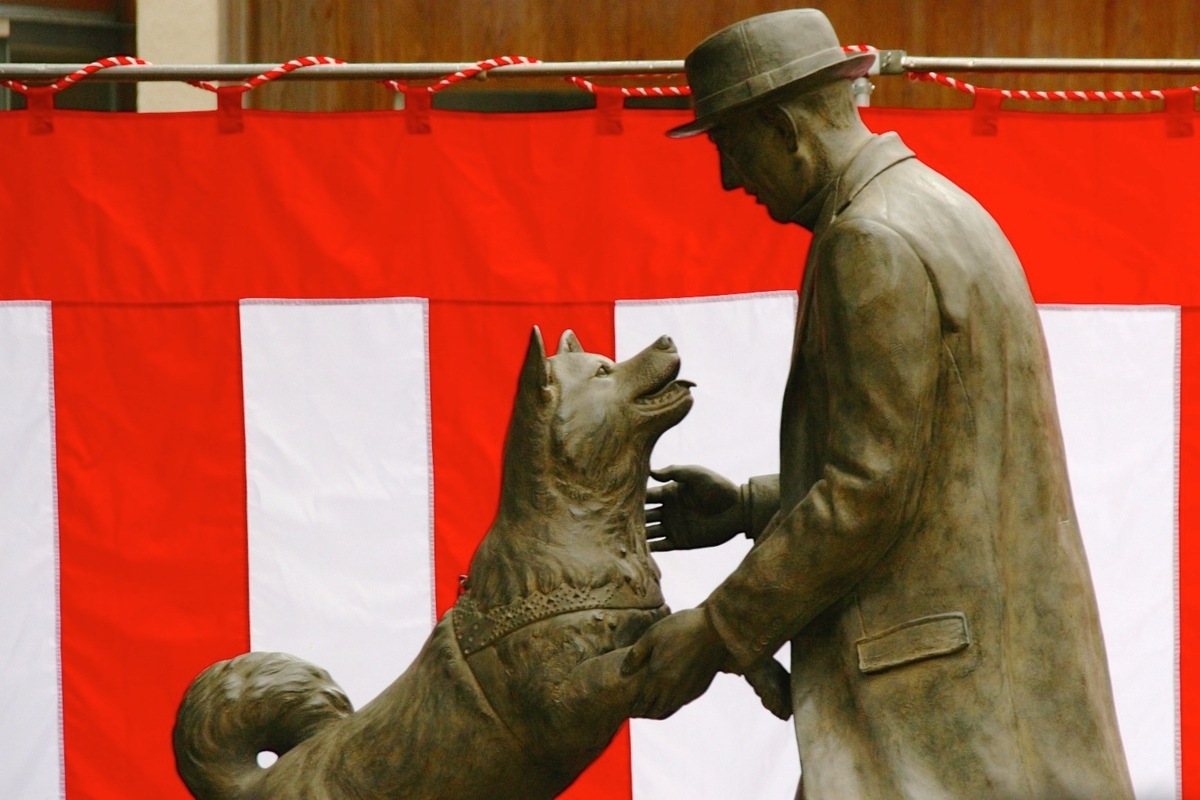 hachiko 3