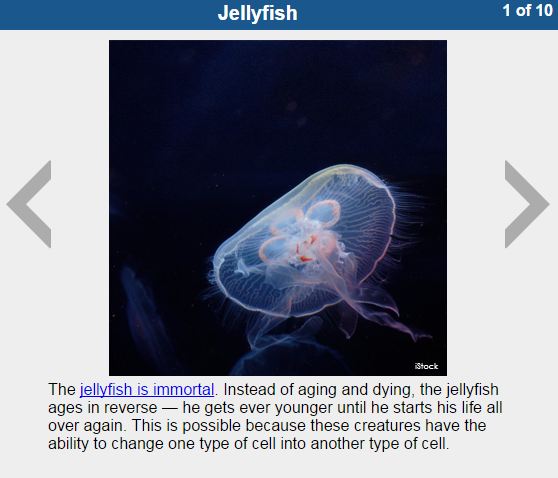 jellyfish