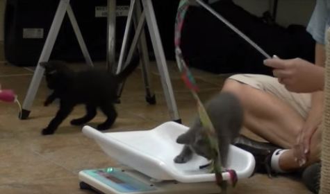 kitty kindy