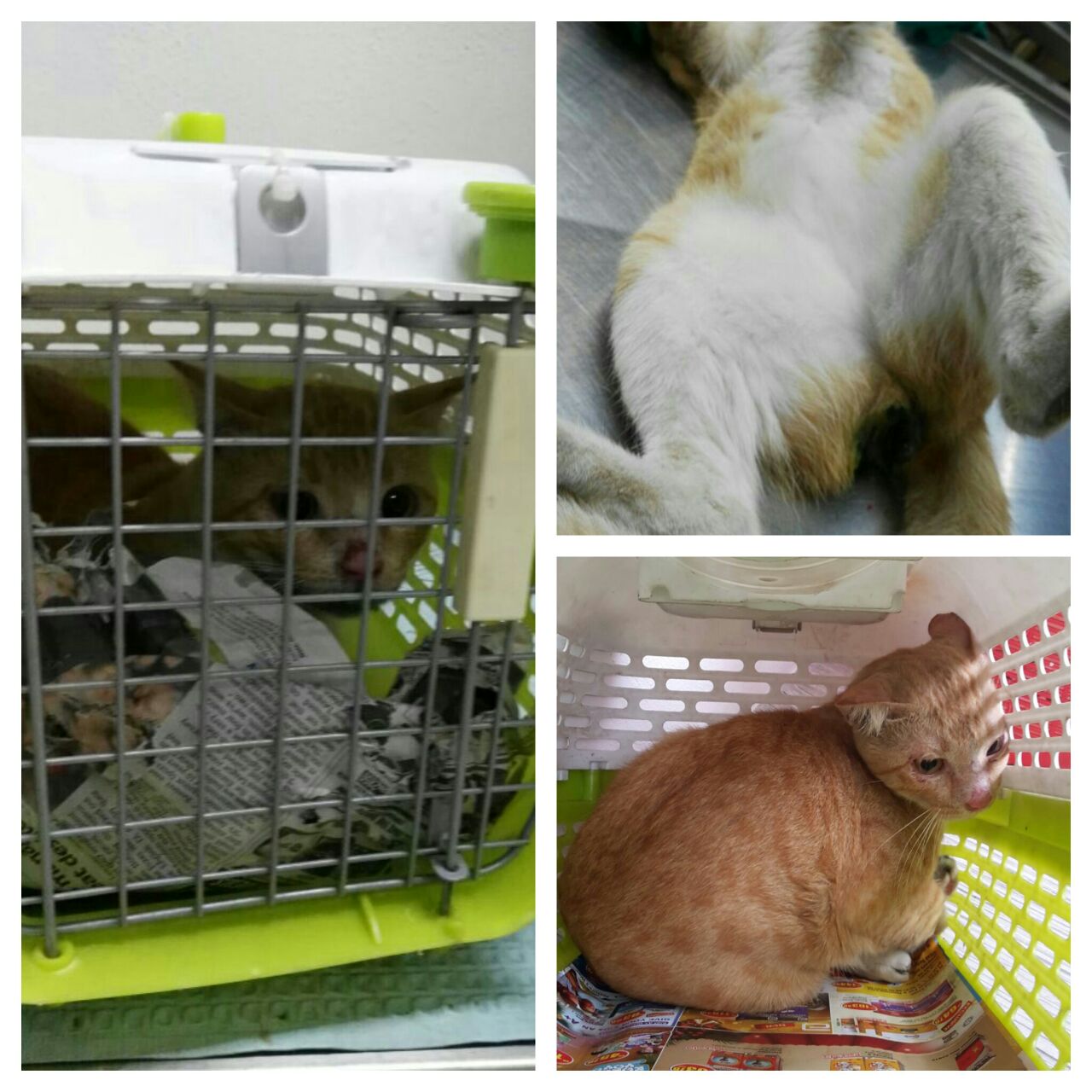 lam 1 cat