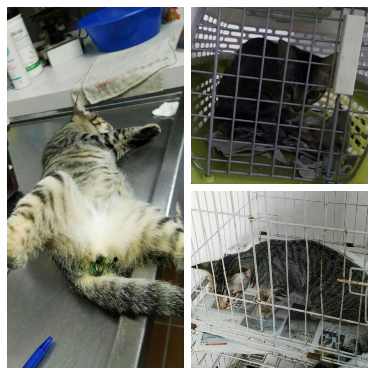 lam 3 cat