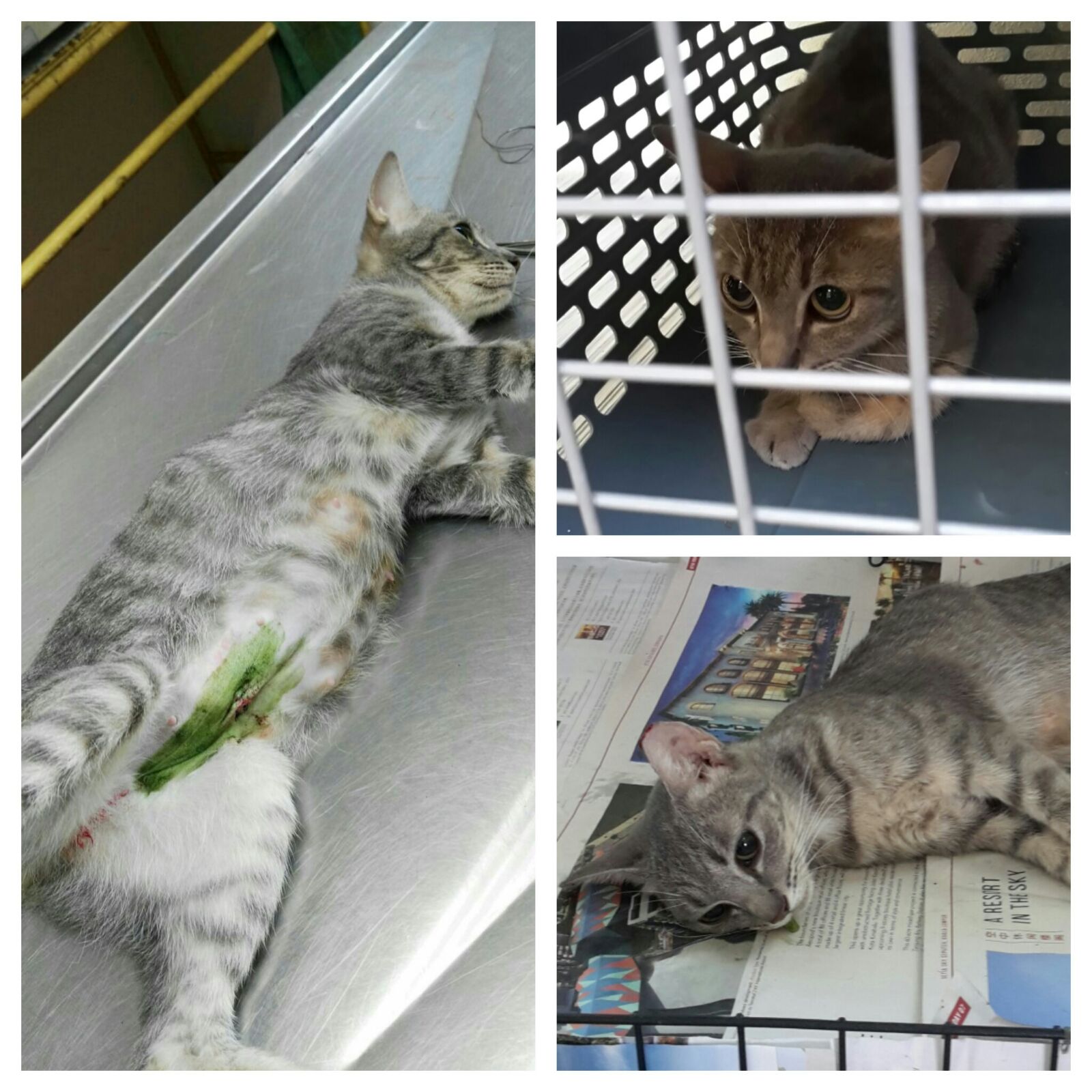 lee 2 cat