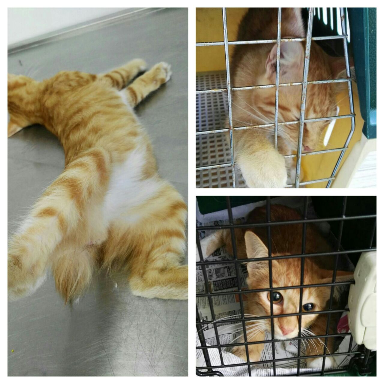 lee cat 2