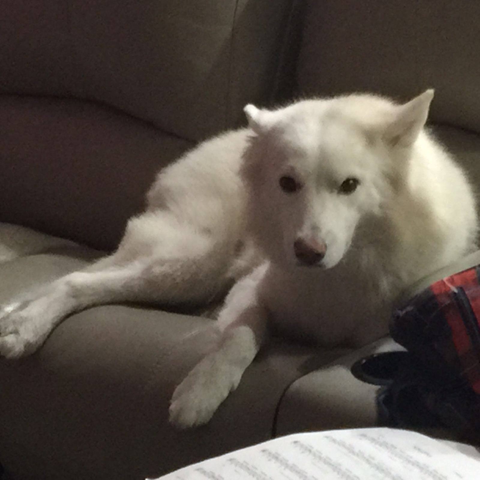 lost dog