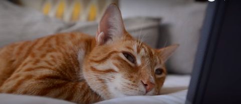 music for cats 1
