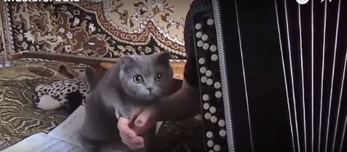 music for cats