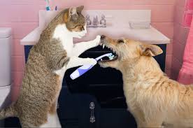 toothbrush