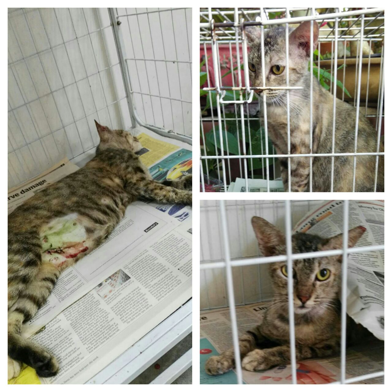 wong cat 2