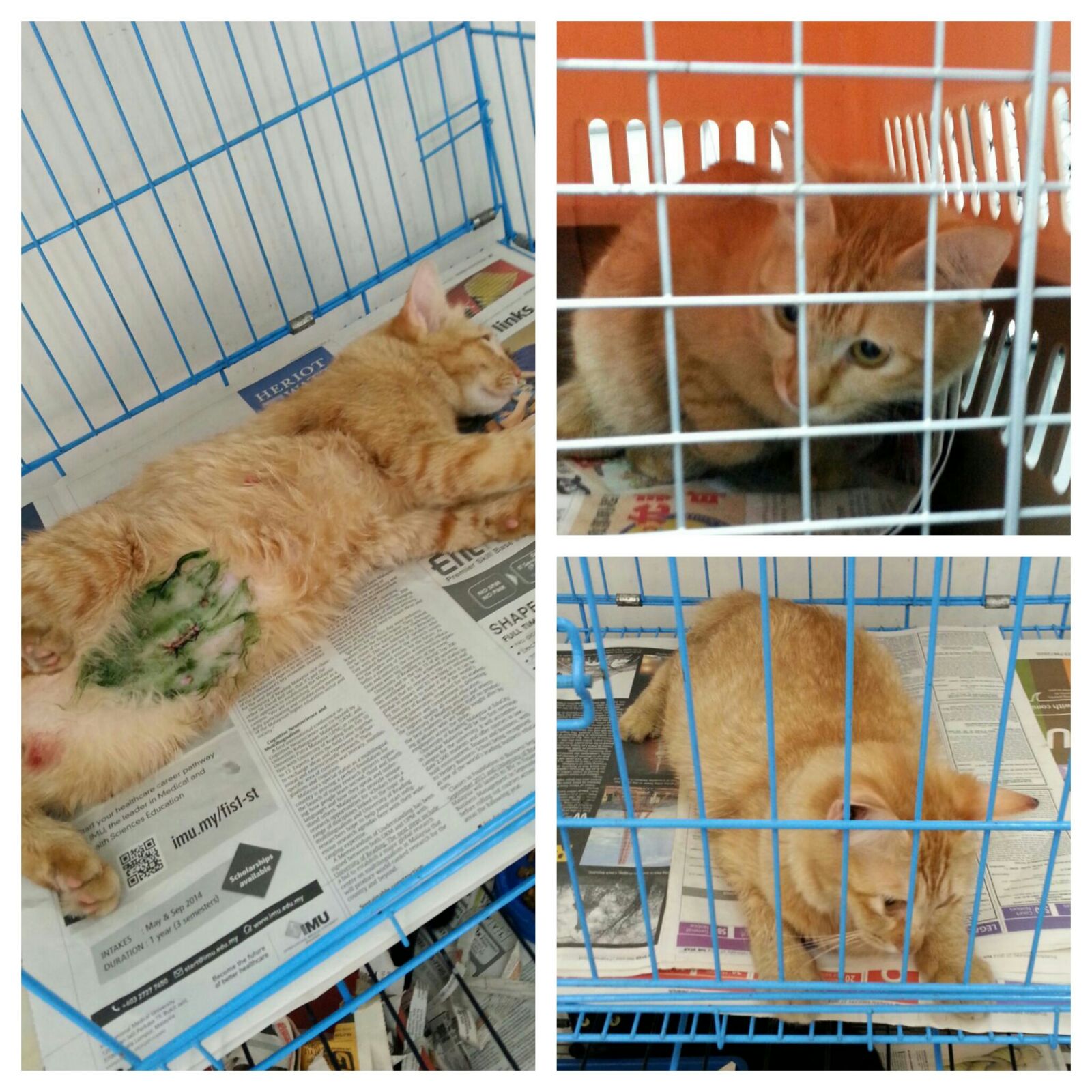 wong cat 2