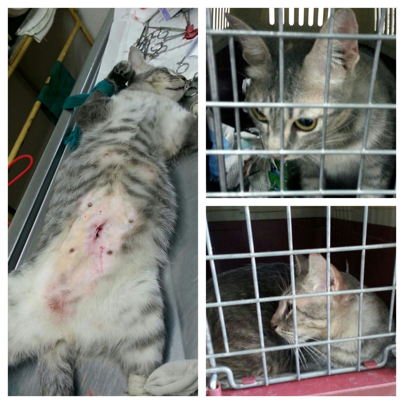 wong cat 3