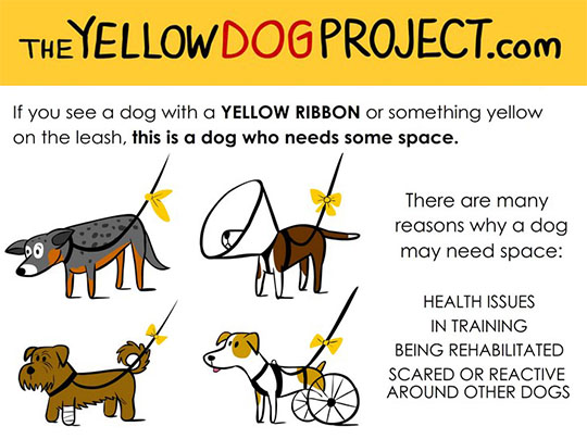 yellow 1