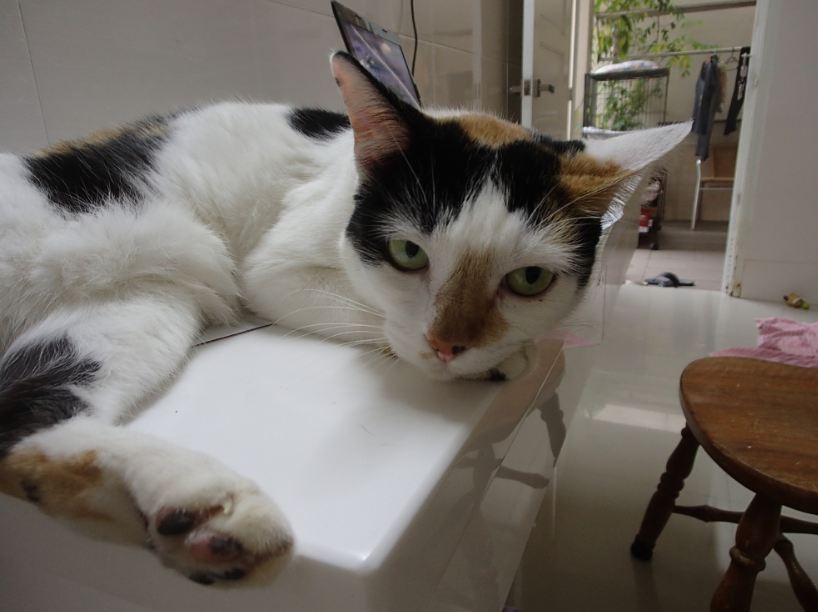 CLEO