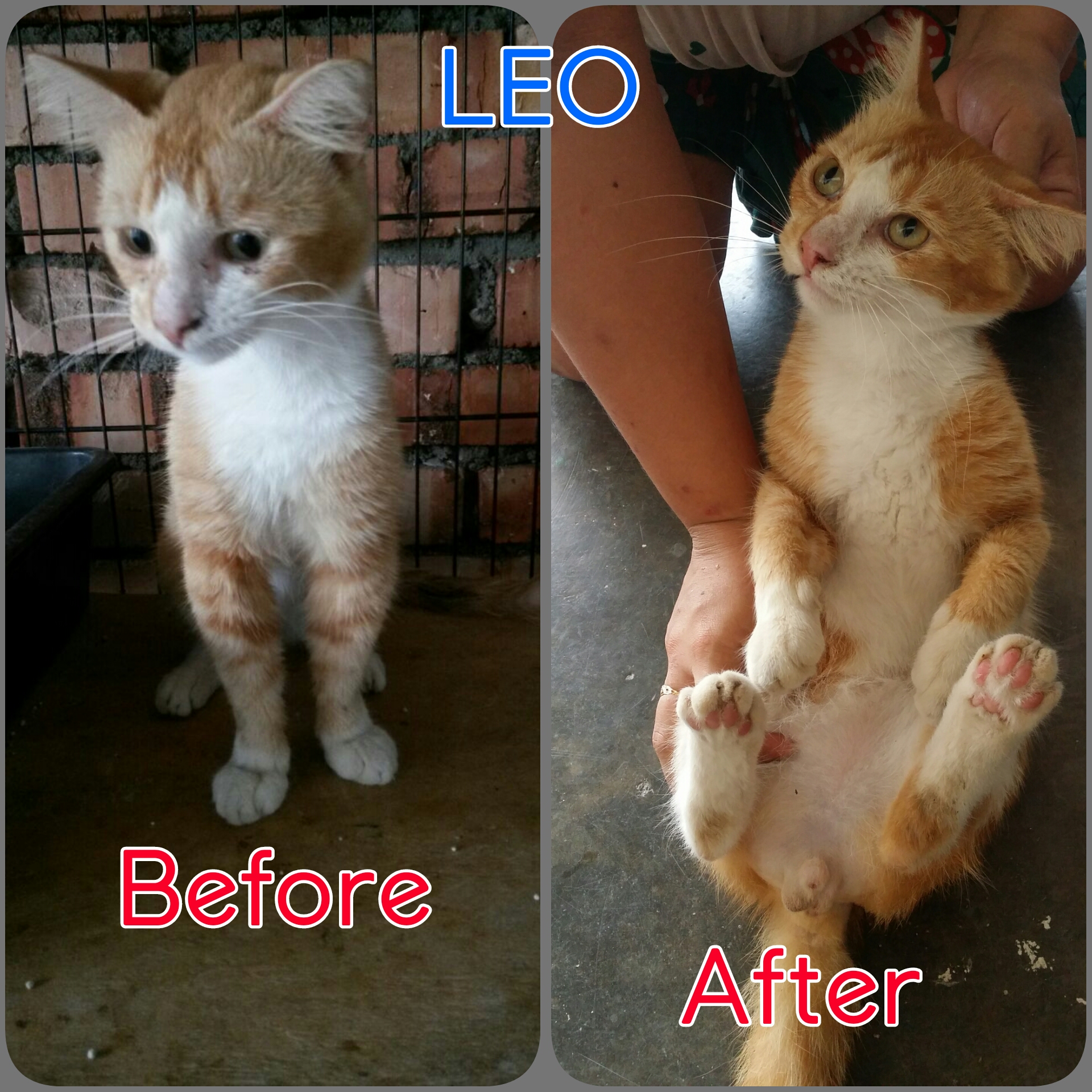 Leo