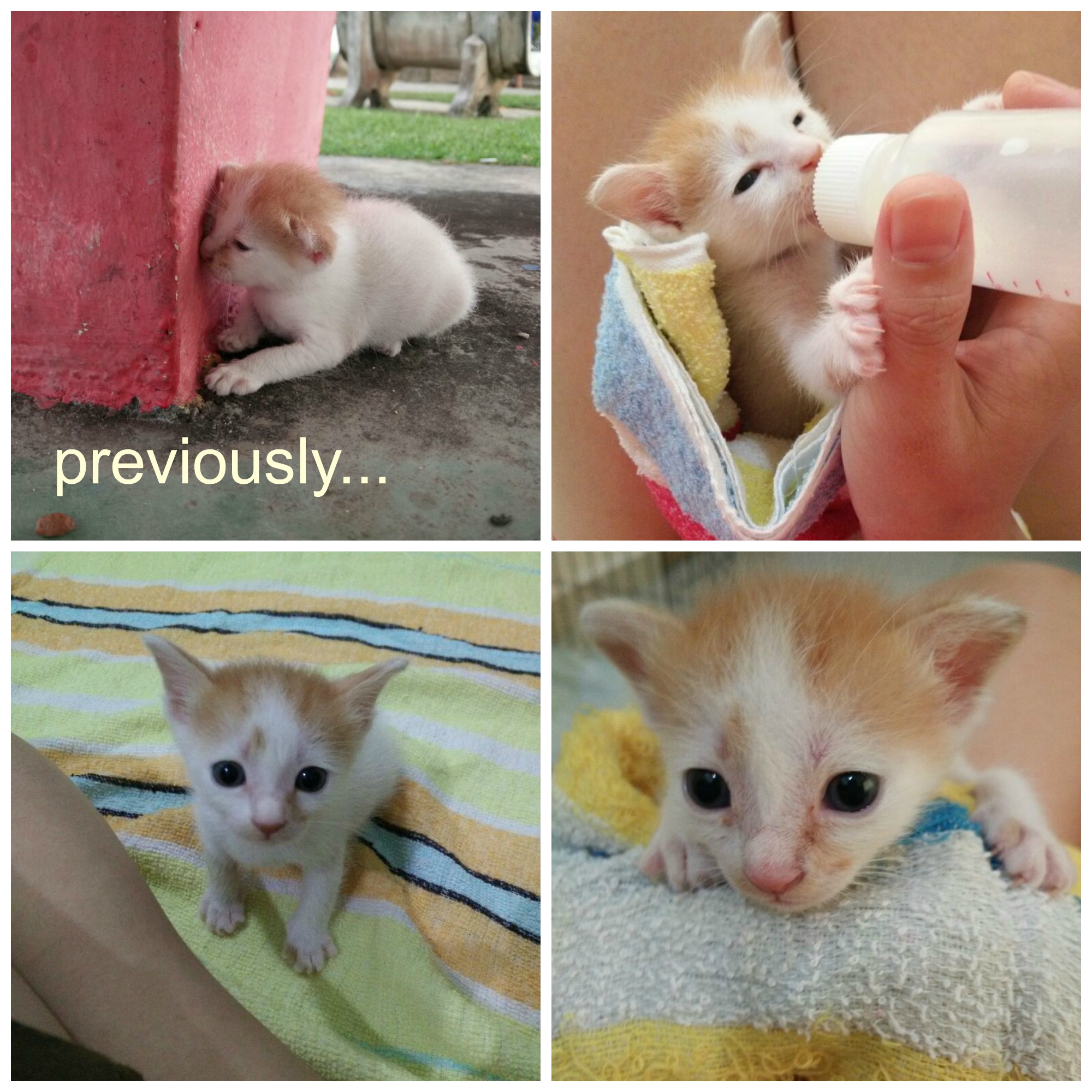 PicMonkey Collage