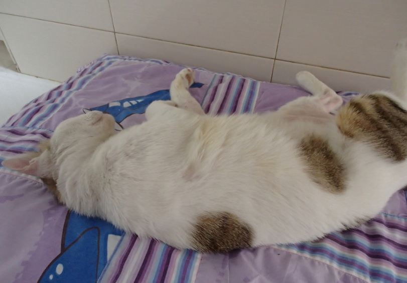 bunny