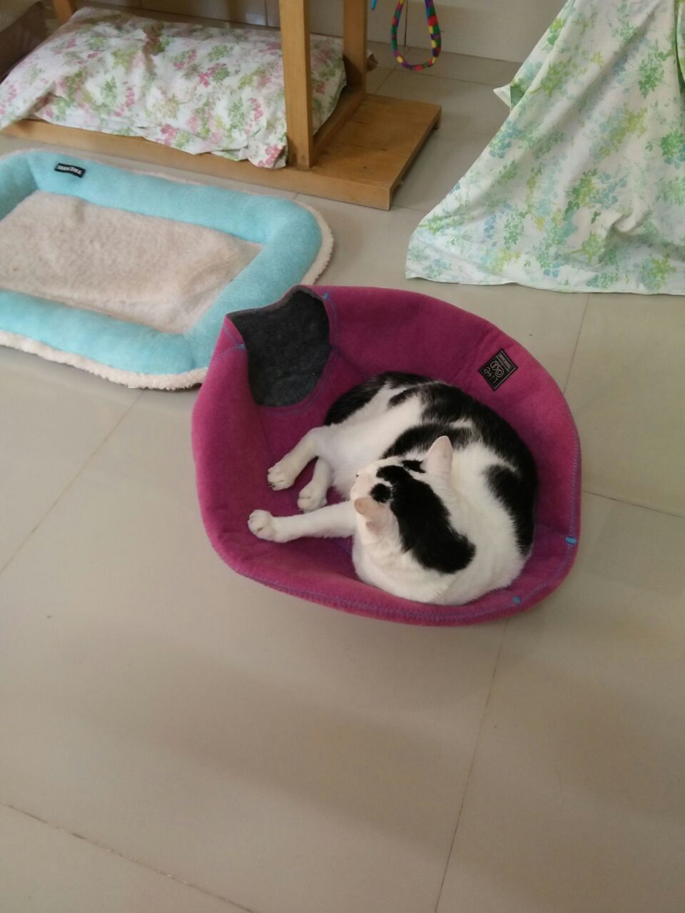 cow mau
