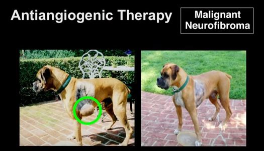dog cancer