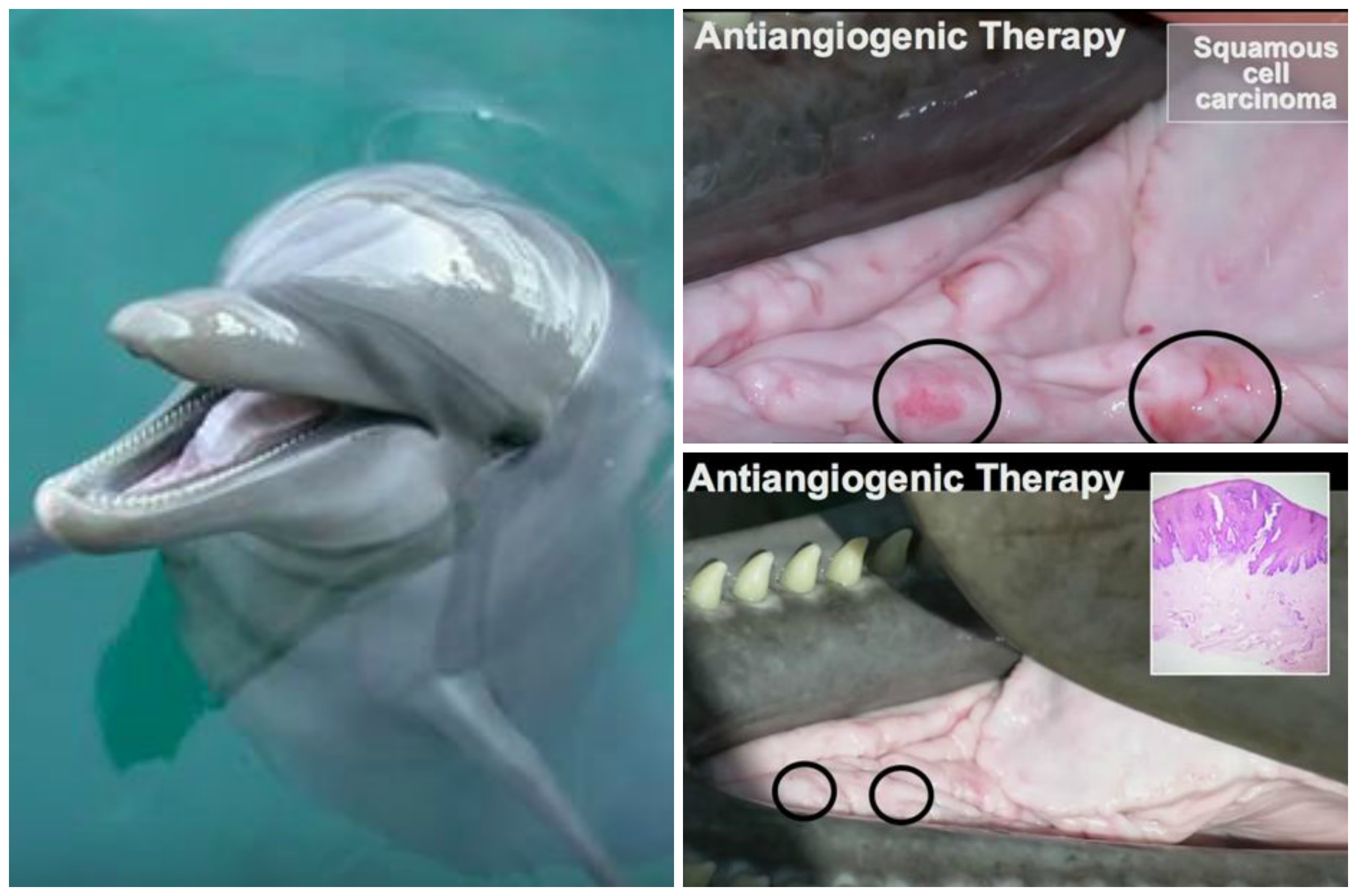 dolphin cancer