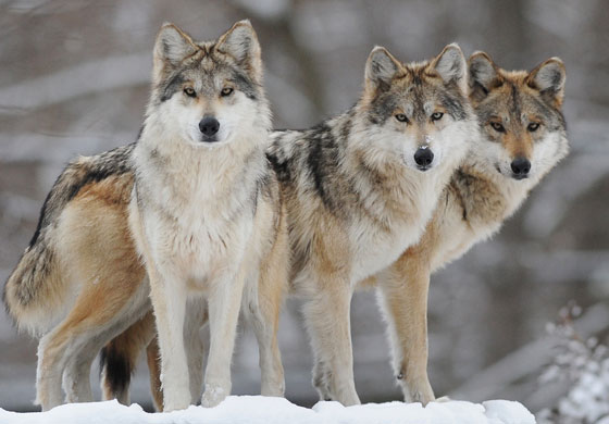 gray wolves