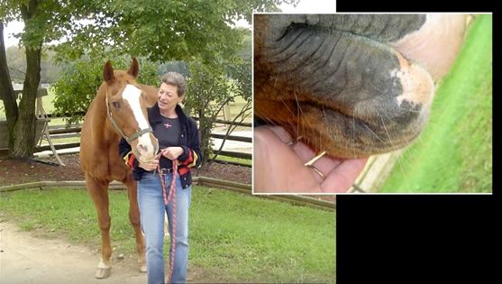 horse cancer 1
