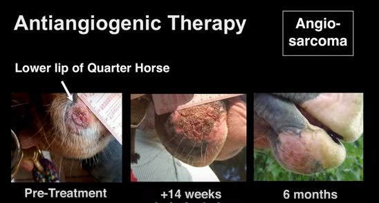 horse cancer