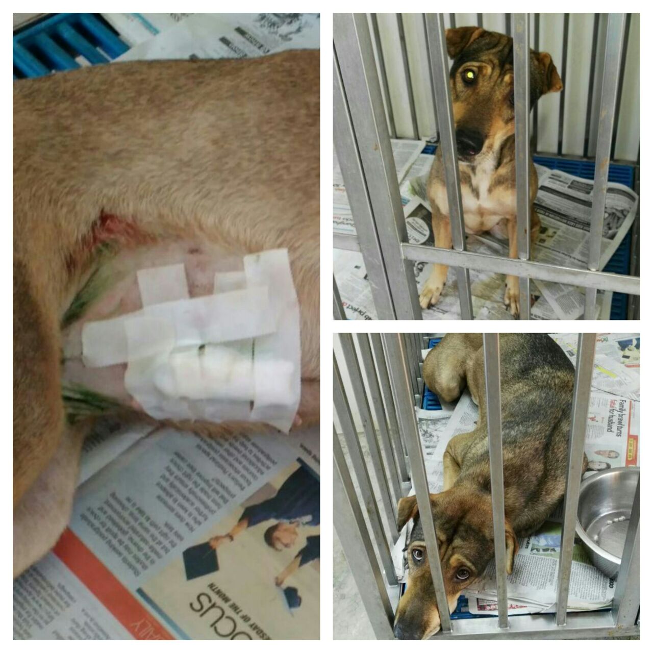 lam dog 1