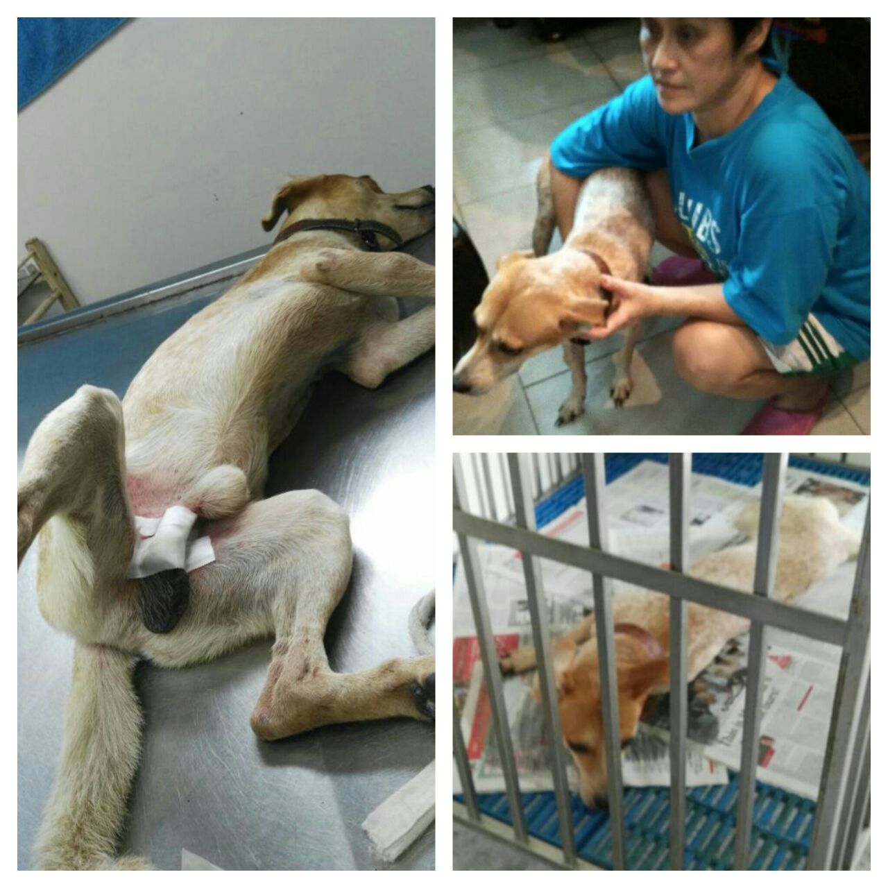 lam male dog