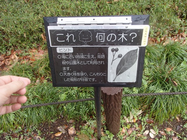 mini-P4041237