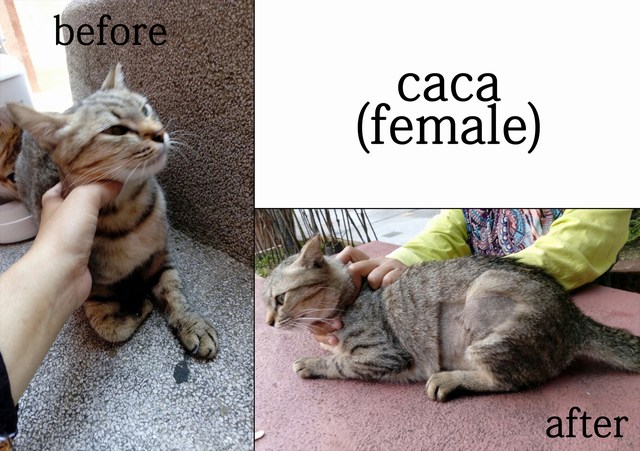 mini-caca