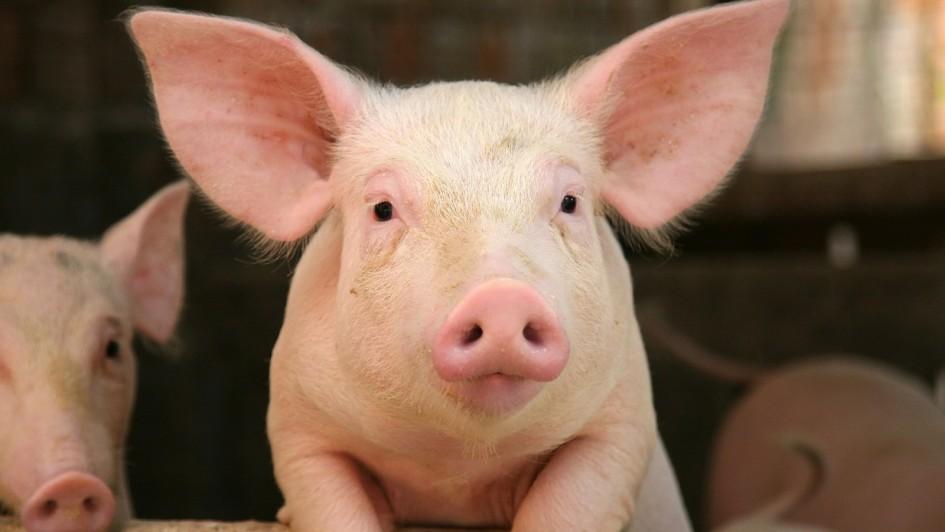 pig-young-closeup.jpg.adapt.945.1
