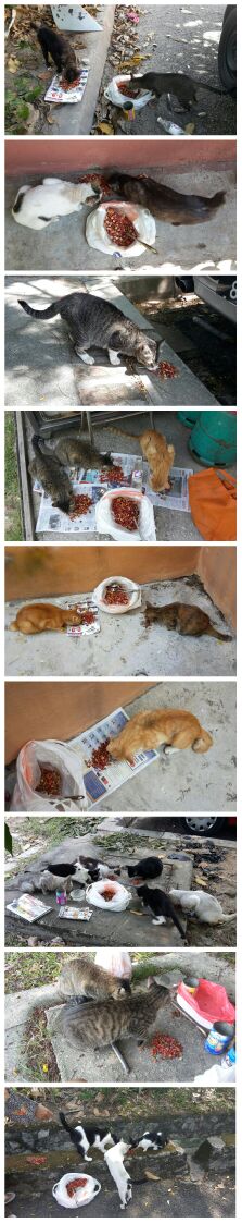 wong yee heng cats