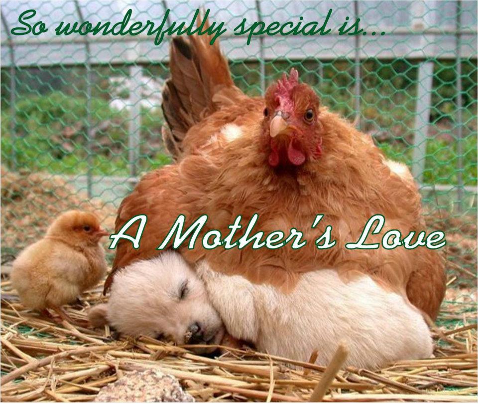 Mother's Love