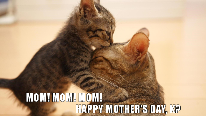 TGIF-Cats-7