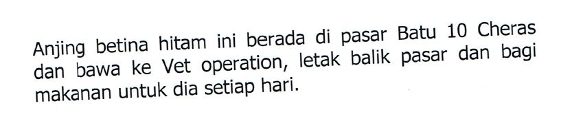 anjing
