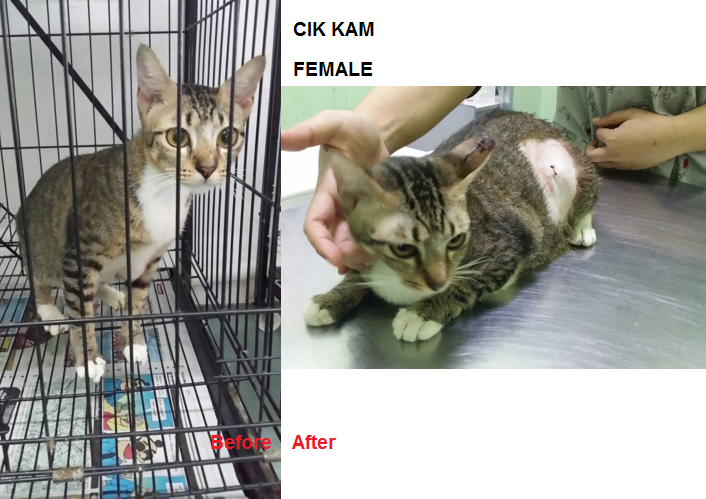 cik kam