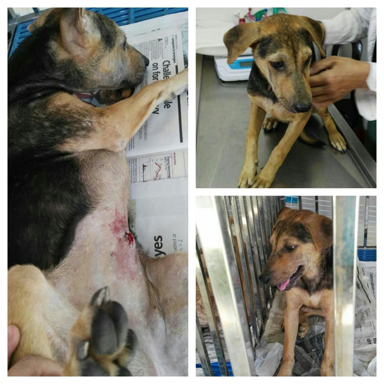 dog 1